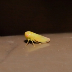 Cicadellidae (family) at Acton, ACT - 12 Aug 2019 01:54 PM