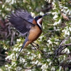 Acanthorhynchus tenuirostris (Eastern Spinebill) at ANBG - 26 Aug 2019 by RodDeb