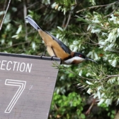 Acanthorhynchus tenuirostris at Acton, ACT - 26 Aug 2019 02:16 PM