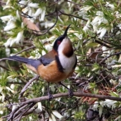 Acanthorhynchus tenuirostris at Acton, ACT - 26 Aug 2019