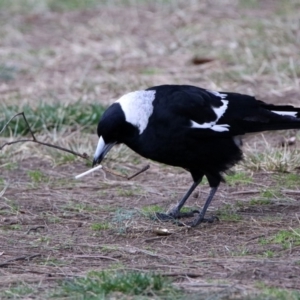 Gymnorhina tibicen at Acton, ACT - 26 Aug 2019