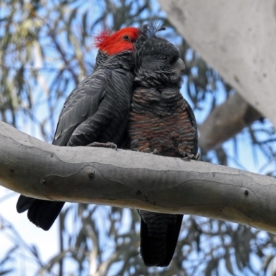 Callocephalon fimbriatum (Gang-gang Cockatoo) at GG179 - 26 Aug 2019 by RodDeb