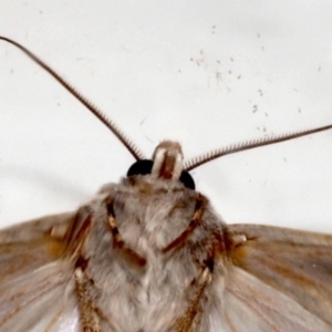 Agrotis munda at Ainslie, ACT - 20 Aug 2019