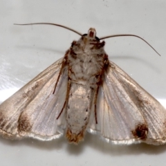 Agrotis munda at Ainslie, ACT - 20 Aug 2019 11:16 PM