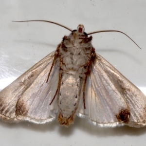 Agrotis munda at Ainslie, ACT - 20 Aug 2019