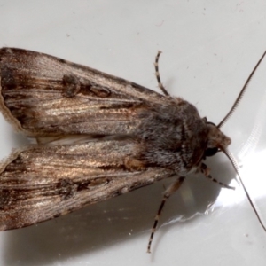 Agrotis munda at Ainslie, ACT - 20 Aug 2019 11:16 PM