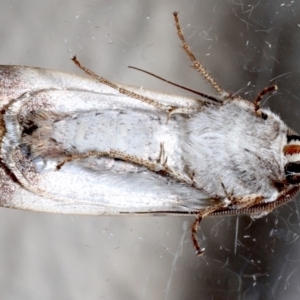 Agrotis munda at Ainslie, ACT - 20 Aug 2019 11:16 PM