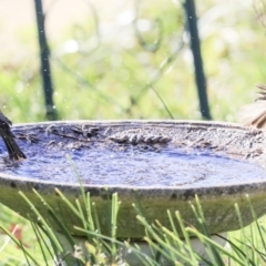 Melithreptus brevirostris at Higgins, ACT - 22 Aug 2019