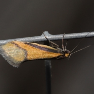 Philobota undescribed species near arabella at Hackett, ACT - 26 Aug 2019