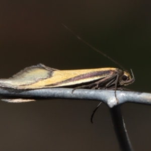 Philobota undescribed species near arabella at Hackett, ACT - 26 Aug 2019