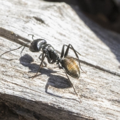 Camponotus aeneopilosus (A Golden-tailed sugar ant) at Bruce, ACT - 25 Aug 2019 by AlisonMilton