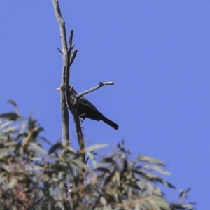 Turdus merula at Bruce, ACT - 25 Aug 2019