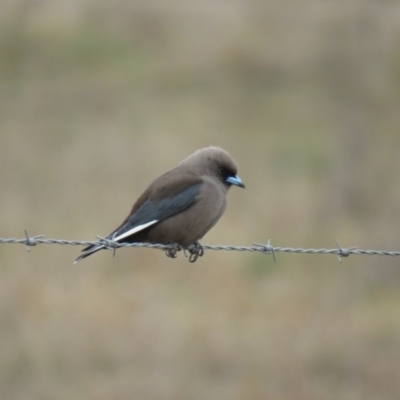 Artamus cyanopterus (Dusky Woodswallow) at Burradoo, NSW - 27 Aug 2019 by Snowflake