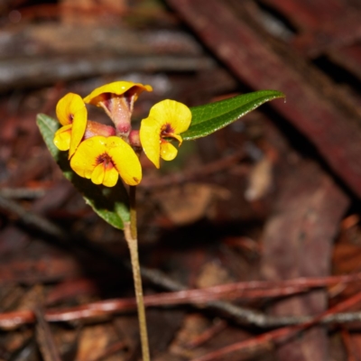 Mirbelia platylobioides (Large-flowered Mirbelia) at Bundanoon - 27 Aug 2019 by Boobook38