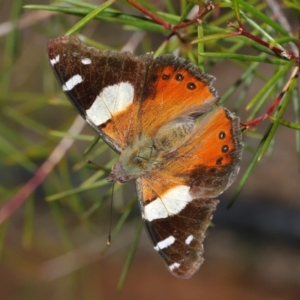 Vanessa itea at Acton, ACT - 26 Aug 2019 01:46 PM