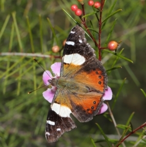 Vanessa itea at Acton, ACT - 26 Aug 2019 01:46 PM