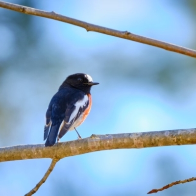 Petroica boodang (Scarlet Robin) at Coree, ACT - 17 Aug 2019 by JimboSlice56