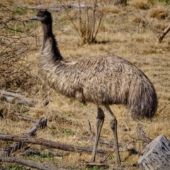 Dromaius novaehollandiae (Emu) at Stromlo, ACT - 17 Aug 2019 by JimboSlice56