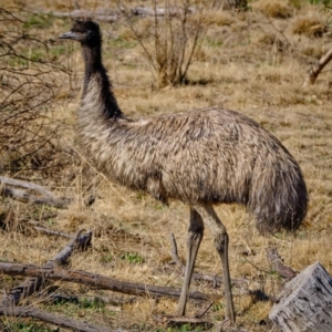 Dromaius novaehollandiae at Stromlo, ACT - 17 Aug 2019