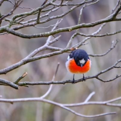 Petroica boodang (Scarlet Robin) at UMD007: Casuarina Sands, Cotter - 3 Aug 2019 by JimboSlice56