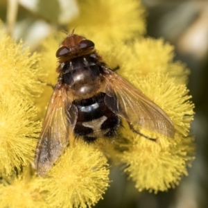 Microtropesa sp. (genus) at Higgins, ACT - 27 Aug 2019