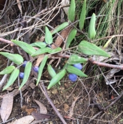 Drymophila cyanocarpa (Turquoise Berry) at Cotter River, ACT - 27 Aug 2019 by NickiTaws