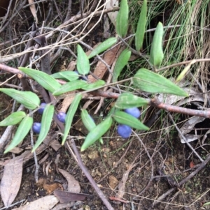 Drymophila cyanocarpa at Cotter River, ACT - 27 Aug 2019 10:53 AM