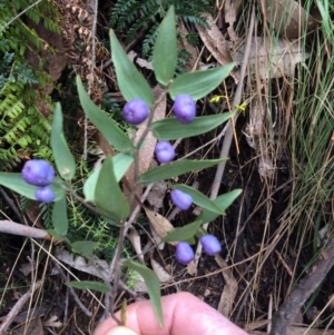 Drymophila cyanocarpa at Cotter River, ACT - 27 Aug 2019 10:53 AM