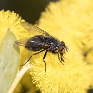 Calliphora vicina at Higgins, ACT - 27 Aug 2019