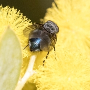 Calliphora vicina at Higgins, ACT - 27 Aug 2019