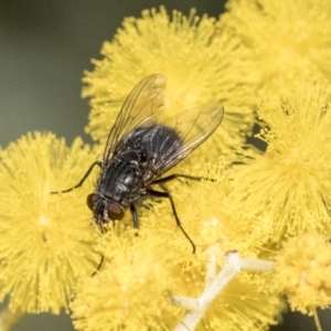 Calliphora vicina at Higgins, ACT - 27 Aug 2019