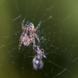 Araneinae (subfamily) at Higgins, ACT - 27 Aug 2019