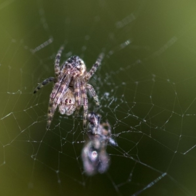 Araneinae (subfamily) (Orb weaver) at Higgins, ACT - 27 Aug 2019 by AlisonMilton
