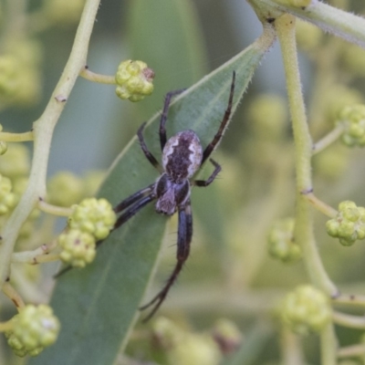 Araneinae (subfamily) (Orb weaver) at Higgins, ACT - 27 Aug 2019 by AlisonMilton