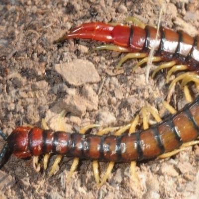 Cormocephalus aurantiipes (Orange-legged Centipede) at Crace, ACT - 23 Aug 2019 by Harrisi