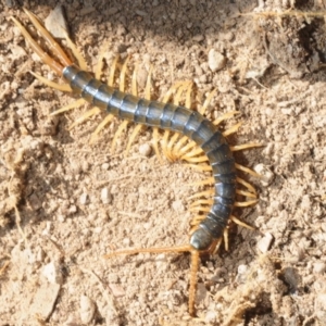 Ethmostigmus rubripes at Crace, ACT - 23 Aug 2019