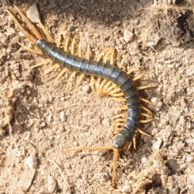Ethmostigmus rubripes (Giant centipede) at Crace, ACT - 23 Aug 2019 by Harrisi