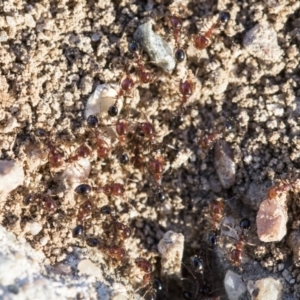 Monomorium sp. (genus) at Higgins, ACT - 27 Aug 2019 04:14 PM