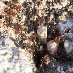 Monomorium sp. (genus) at Higgins, ACT - 27 Aug 2019 04:14 PM