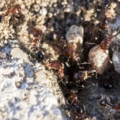 Monomorium sp. (genus) at Higgins, ACT - 27 Aug 2019 04:14 PM