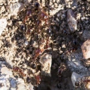 Monomorium sp. (genus) at Higgins, ACT - 27 Aug 2019 04:14 PM