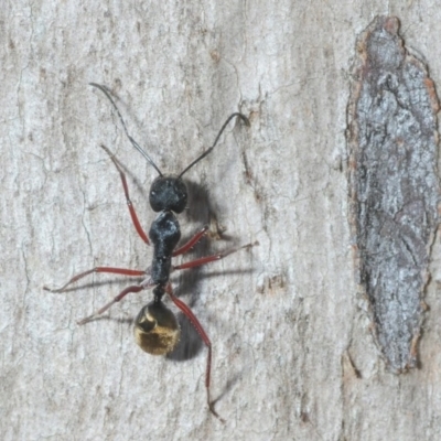 Camponotus suffusus (Golden-tailed sugar ant) at Crace, ACT - 23 Aug 2019 by Harrisi