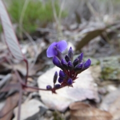 Hardenbergia violacea at Yass River, NSW - 27 Aug 2019 03:03 PM