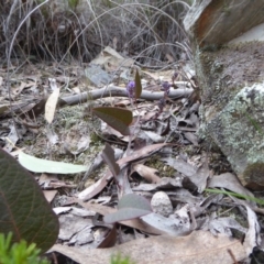 Hardenbergia violacea at Yass River, NSW - 27 Aug 2019 03:03 PM