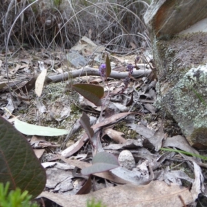 Hardenbergia violacea at Yass River, NSW - 27 Aug 2019 03:03 PM