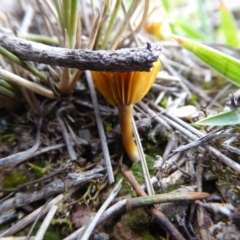 Lichenomphalia chromacea (Yellow Navel) at Yass River, NSW - 27 Aug 2019 by SenexRugosus