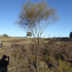 Allocasuarina verticillata (Drooping Sheoak) at Yass River, NSW - 16 Aug 2019 by SenexRugosus