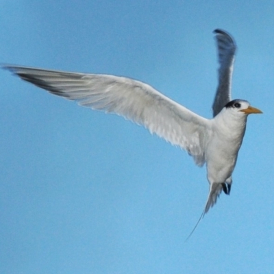 Thalasseus bergii (Crested Tern) at Benandarah, NSW - 10 Jul 2010 by Harrisi