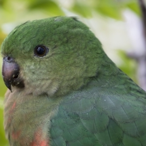 Alisterus scapularis at Michelago, NSW - 9 Jun 2019 02:53 PM