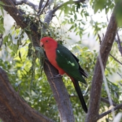 Alisterus scapularis at Michelago, NSW - 9 Jun 2019